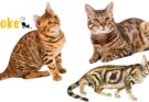 The Enigmatic Elegance of the Sokoke Cat Breed